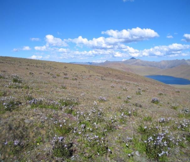 By doing this Inca trail, which starts in the artistic quarter of San Blas to the Sacred Valley of