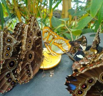 mariposario), that supports more than 20 butterfly species.