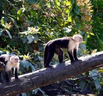 capuchin monkeys, howler monkeys, crocodiles,