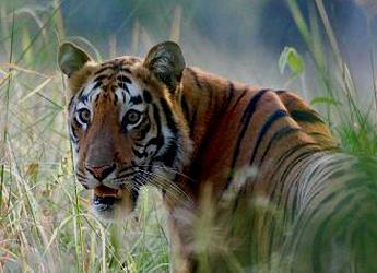 Wildlife Reserve Darjeeling Kaziranga Tiger Reserve Delhi Return London Dates 2017
