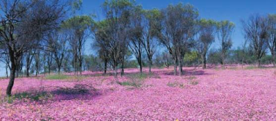 THE COLOURFUL SOUTH WEST Wildflowers 5 Day Western Wildflower Experience Day Perth On arrival at Perth airport you will be met and transferred to your hotel.
