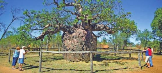 The Ultimate Touring Experience Boab Prison Tree, Derby; Breakfast; Broome pearls Scenic Tours shares your love of travel and is committed to making your holiday the best experience possible.