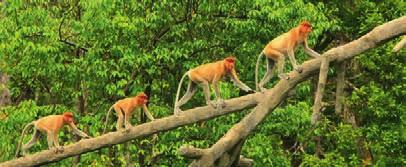 Few other destinations in the world can rival Borneo for its prolific array of captivating wildlife, exhilarating soft adventure experiences and incredible natural scenery so be sure to put Borneo at
