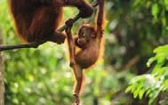 of flame-haired orangutans in Sandakan, Borneo awaits.