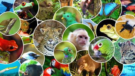 COSTA RICA: Economy and Resources Depend on exports of: bananas, coffee, sugar, beef #1 leading country for ecotourism