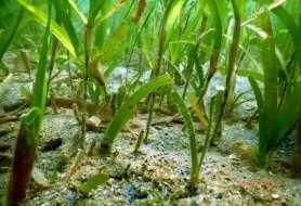 Seagrasses are a mixed group of flowering plants which grow submerged in shallow marine and estuarine environments worldwide.