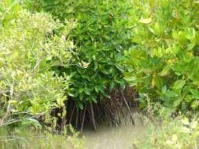 4.1.3 Mangroves The Gulf of Mannar harbours mangroves with a considerable diversity which supports a variety of biological organisms.