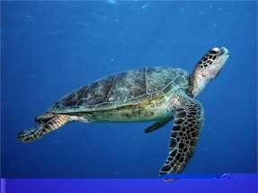 4.1.7. Sea turtles The Gulf of Mannar is the only ecosystem in India where all 5 sea turtle species have been reported. Four of the seven species of sea turtles found world wide are reported.