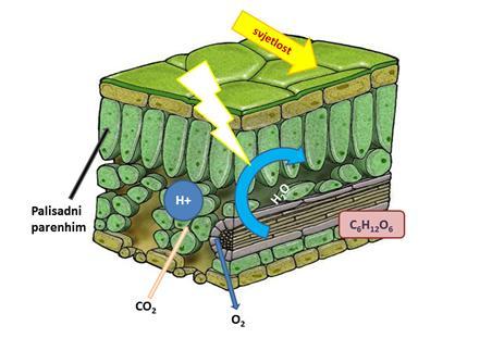 do 200 (palisadni parenhim) (Slika 23.). Kloroplasti su izvana obavijeni dvostrukom membranom (Slika 22.
