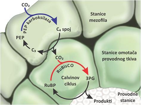 njima se oslobađa CO 2 potreban za Calvinov ciklus. Nastala piro-grožđana kiselina (piruvat) vraća se u mezofil te se nakon fosforilacije, uključuje u sljedeći ciklus kao PEP.
