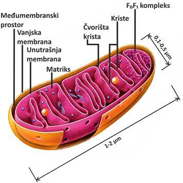 Vukadinović, Jug i Đurđević 75 5.4.1. Mitohondriji Mitohondriji (Slika 52.) imaju ulogu električne centrale svake žive stanice, a broj im je vrlo promjenjiv (od 10 do nekoliko tisuća).