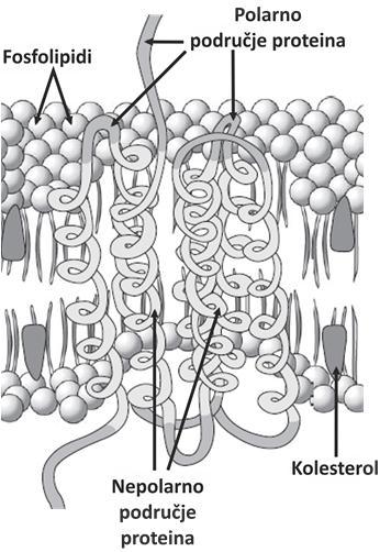 Presjek kroz mitohondrij Vanjska membrana je semipermeabilna te regulira ulazak i izlazak tvari, a unutrašnja je nabrana u tzv.