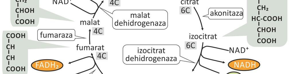 Vukadinović, Jug i Đurđević 77 8) Jabučna kiselina se oksidira uz redukciju NAD do NADH i konačno nastaje