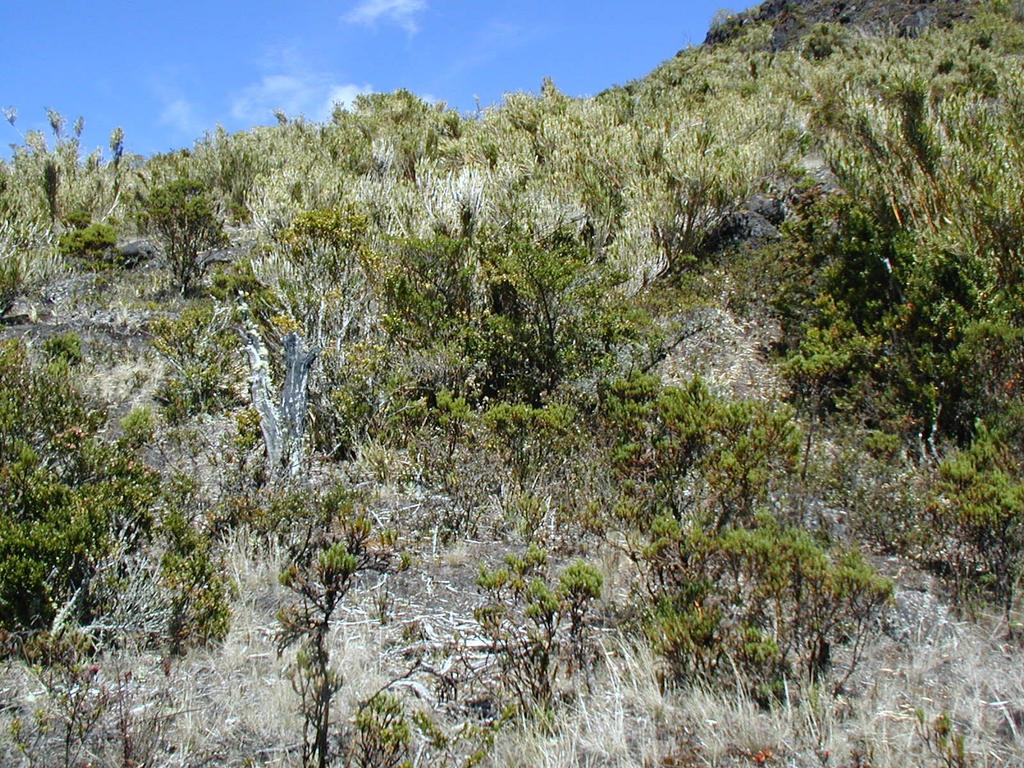 Figure 15. Hypericum irazuense and other páramo plants on the south slope of Cerro Asunción in March 2004, 12 years after the last fire.