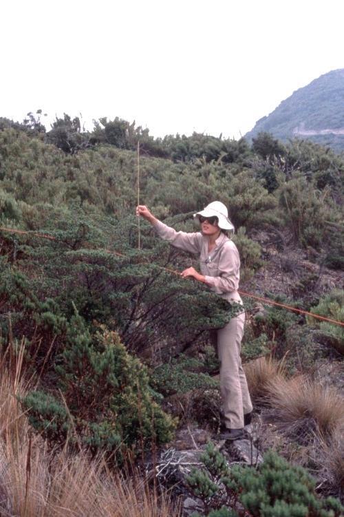 Figure 16. Horn measuring shrubs in a belt transect on the south slope of Cerro Sábila in March 1985. The large shrub she is measuring is Escallonia poasana. Small H.