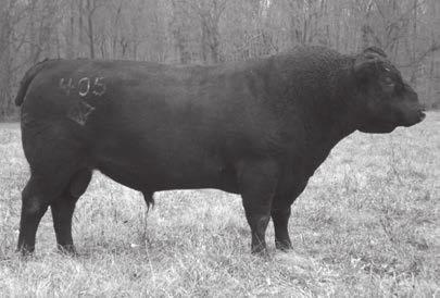 Alap of Wye UMF 8329 is a Manning of Wye son (double bred Fabron) who is noted for siring outstanding females.