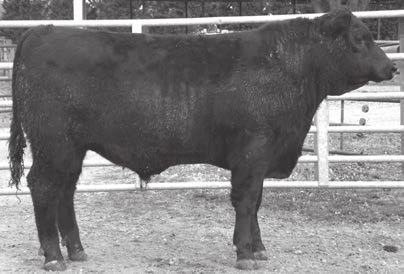 UMF 9208 15037959 Madge of Wye UMF 8125 14589571 Calved: 02/24/16 Tattoo: 10901 Reg: 18627297 ing Energy Milk Comb 205 Day WW 205 Day Wt. Hip Ht. Scr. REA REA/CWT RES IMF RIBFAT TENDER STRESS -0.