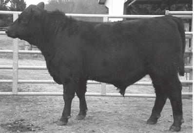 40 25 10 Bendix of Wye UMF 10910 has a solid weaning ratio of 106 and a yearling ratio of 110 to go along with a -1.1 birth weight EPD.