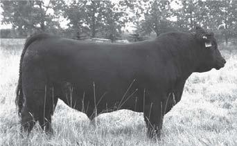Mther, Grandmther, and Great Grandmther are all Elite females. Nt t many herds have bulls like that.