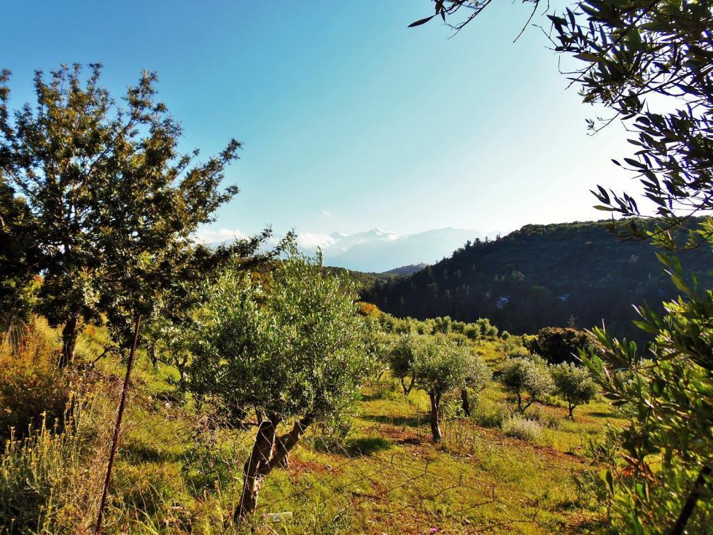 Nature Walks The Cretan flora has adapted itself so as to resist human interventions and especially the free grazing, which has been a traditional practice in Crete for thousands of years.