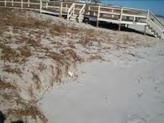 experienced erosion on the seaward side of the primary dunes, but did not result in
