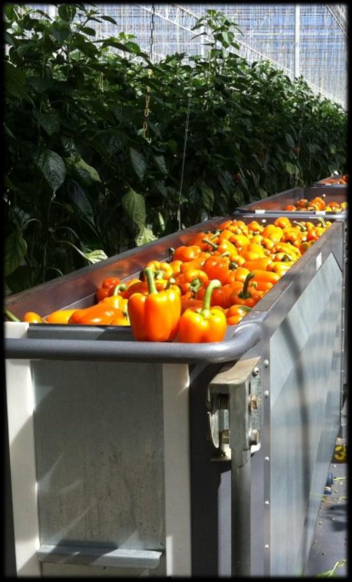 Visit the Agriport A7 facilities, where we will see the largest nursery in Europe producing sweet orange peppers and