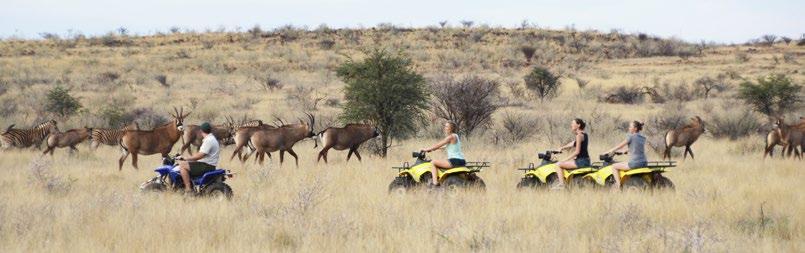 Quad Bikes Early morning game drives may also be done on Quad bikes at R350 per person for