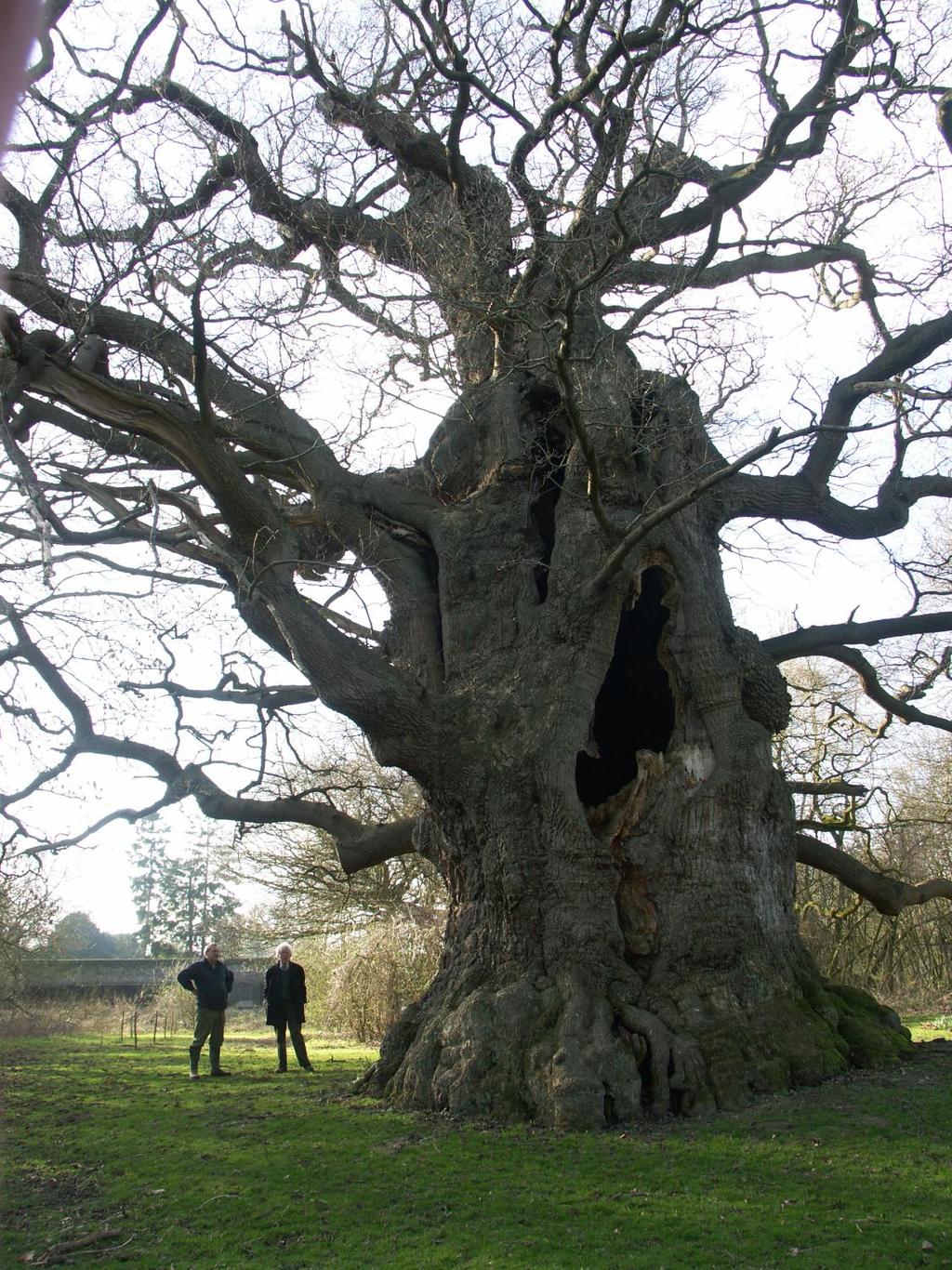 The oak called Majesty at Fredville; it