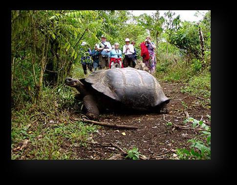 ISLAND HOPPING (4D/3N) (Santa Cruz & Isabela) Day 1: Arrival atbaltra airport, transfer to Santa Cruz. We ll have lunch in a local farm. Spot giant tortoises in the wild nearby.