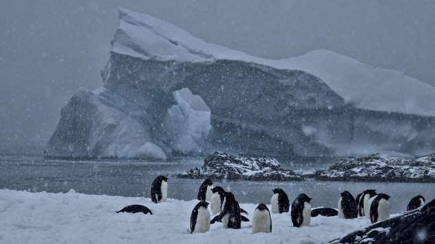 Adelie penguins on Yalour Island