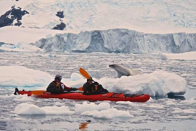 Figure 74. Kayaking past crabeater seal at Neko Harbour The crabeater seals are by far the most abundant seal species in the world with perhaps as many as 75 million individuals.