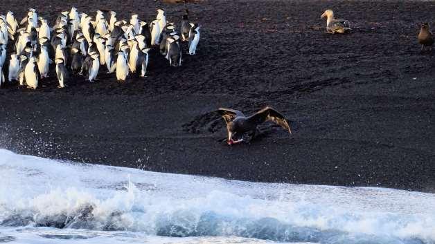 Figure 97. Chinstrap penguin colony at Baily Head Figure 98.