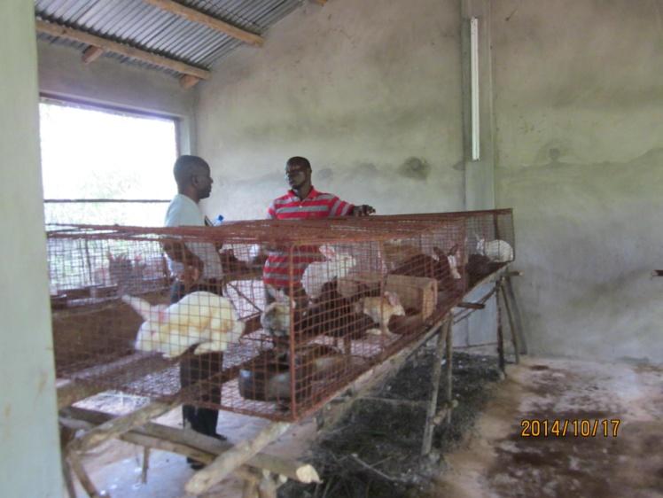 Mixed race chickens BBI Farm Manager Dominique speaks with Gaston Kandji about rabbit raising