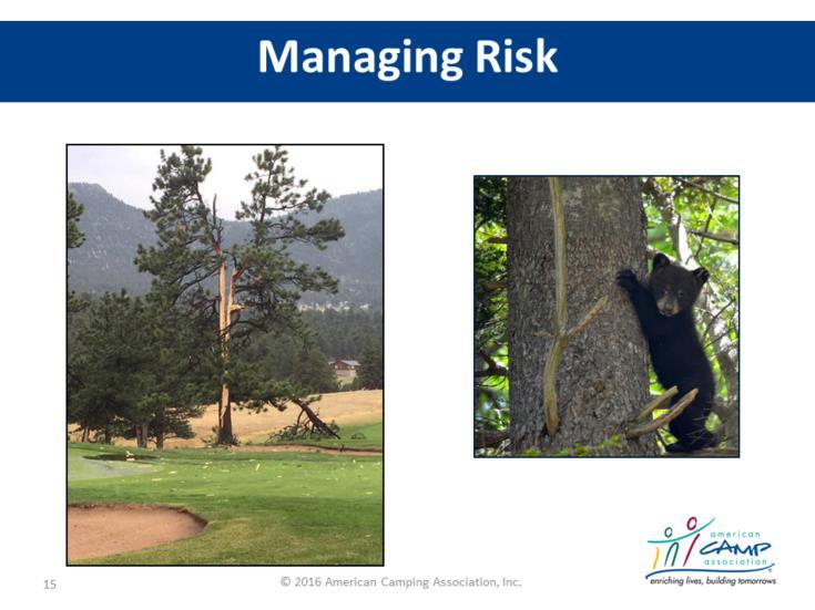 Tree image: What s going on here? Was this controllable? What is the risk? How might you manage it?