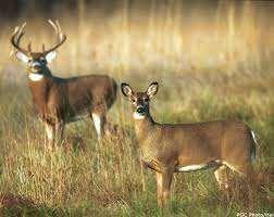 One guaranteed buck AND doe Join Dixie Dan for a guided whitetail hunt in Laurel Hill, FL.