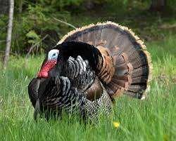 One guaranteed gobbler 2030 fenced acres with thirty years of wildlife