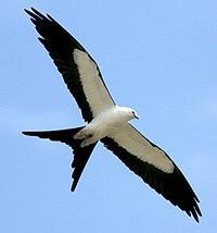 species in SC Wood Stork - State & federal