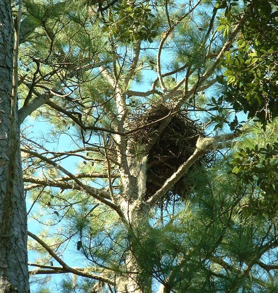 Bald Eagle - Nesting, resting, roosting & foraging typically