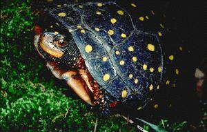 Permanent freshwater, alluvial & isolated Spotted Turtle