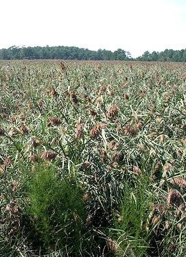 Invasive Plants Common Reed (Phragmites australis) - Fresh & brackish tidal