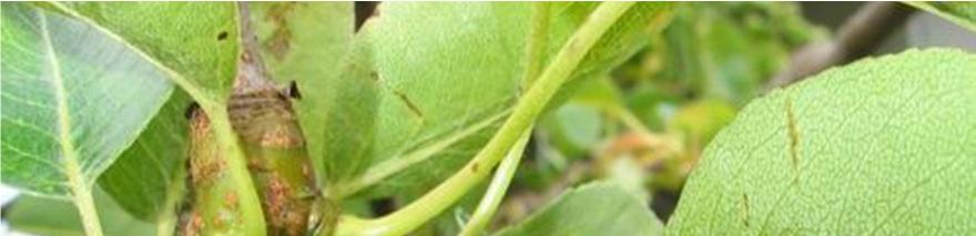 6 Slika 1: Hrušev škrlup na plodiču in na plodu hruške (Bayer, 2011) Navadna sadna gniloba