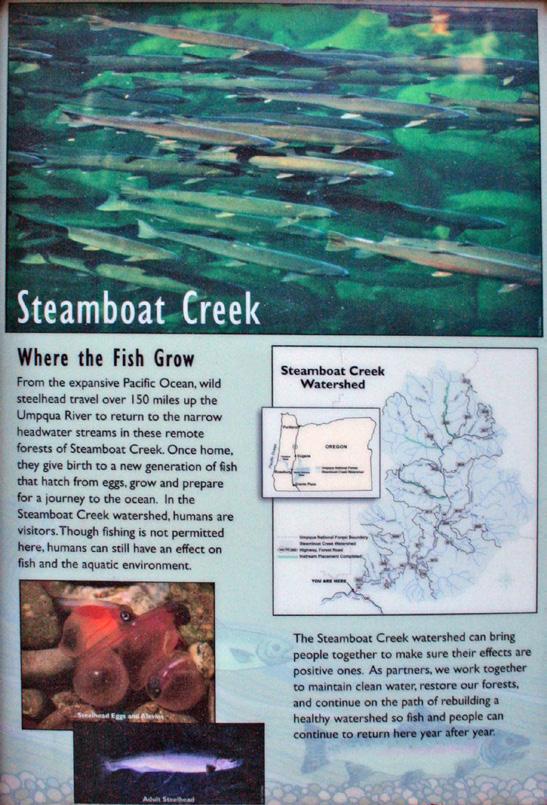 the importance of the Steamboat Creek watershed as a spawning habitat for ocean-run steelhead trout.