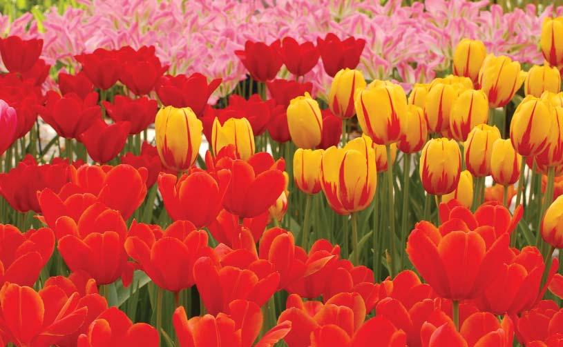Nowhere is springtime better celebrated than at Holland's magnificent Keukenhof Gardens - the spring gardens of Europe, where awakening trees and a huge palette of floral colours are reflected in the