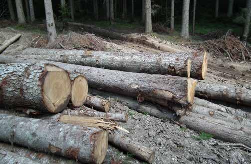 3.2.1.6 Sječiva drvna masa različiti scenariji Veći dio državnih šuma u Crnoj Gori, a shodno Zakonu o šumama daju se na korišćenje putem koncesija.