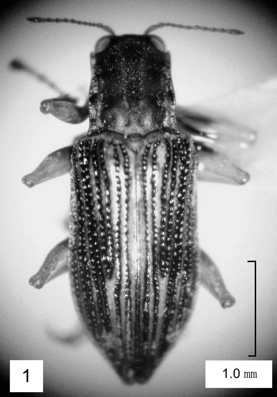 74 Yasuyuki IL6I6 Fig. 1. Adult specimen of Graphelmis shirahatai. Scale bar 1.0 mm. 1966 (S6IDˆ, 1985).