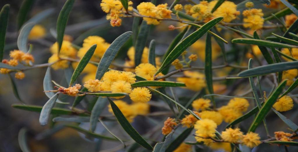 Wattle growing at Lake Clifton in the Peel Yalgorup System Ramsar site MONTH of SEPTEMBER 2016 National Biodiversity Month, Great Northern Clean Up Month 1 National Wattle 2 3 Sea Week (3 to 11