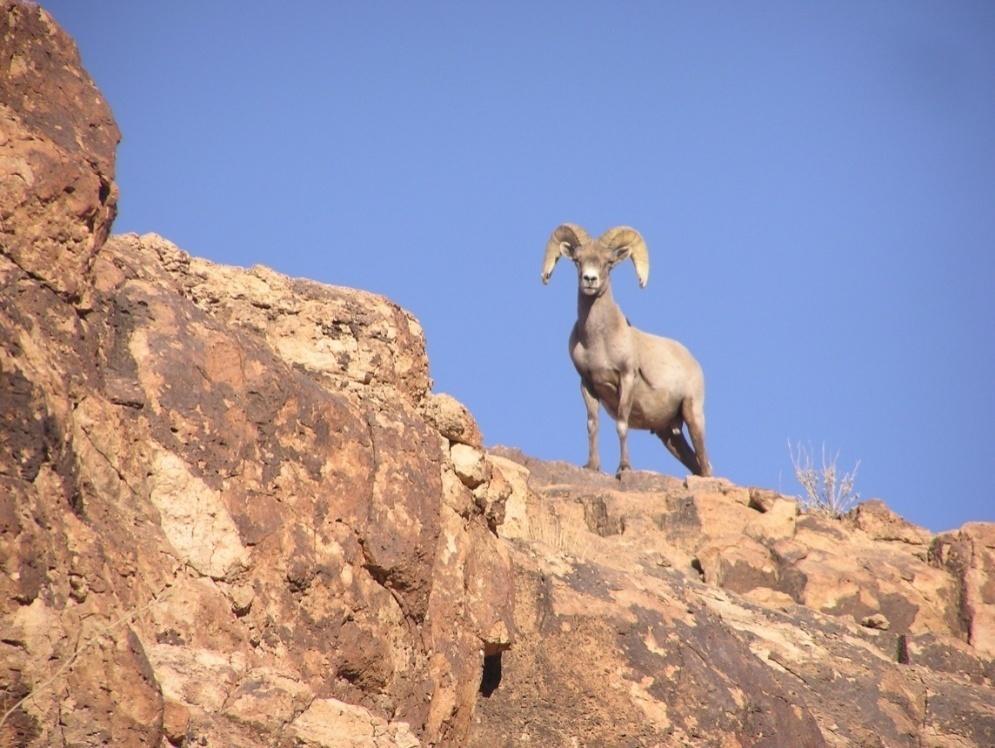 Character: Natural Indicator: Plant and animal species and communities Measure: Desert Bighorn Sheep Description: Annual population estimates of Bighorn Sheep from aerial and group surveys.
