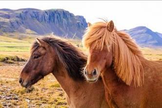 In the afternoon, visit the Fákasel Horse Park and be introduced to the unique story of the Icelandic horse, its distinctive features, and its important role in Icelandic history and culture.