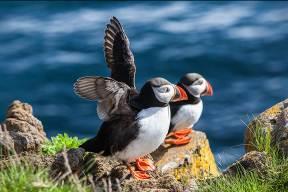 Visit the puffin nesting area in Stórhöfði and walk up to the crater of a volcano that erupted only a few years ago, allowing the new lava fields to cultivate and create new flora.