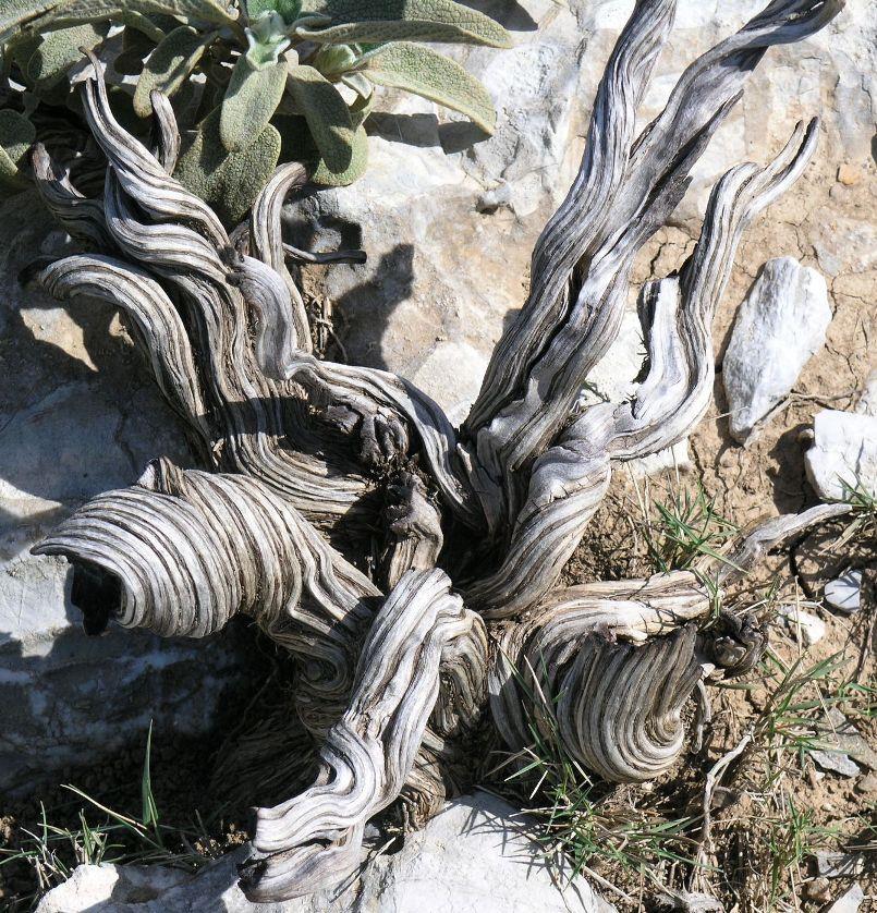 CRETE Thematic excursion of 1 day with a botanist. Ideal for nature lovers.